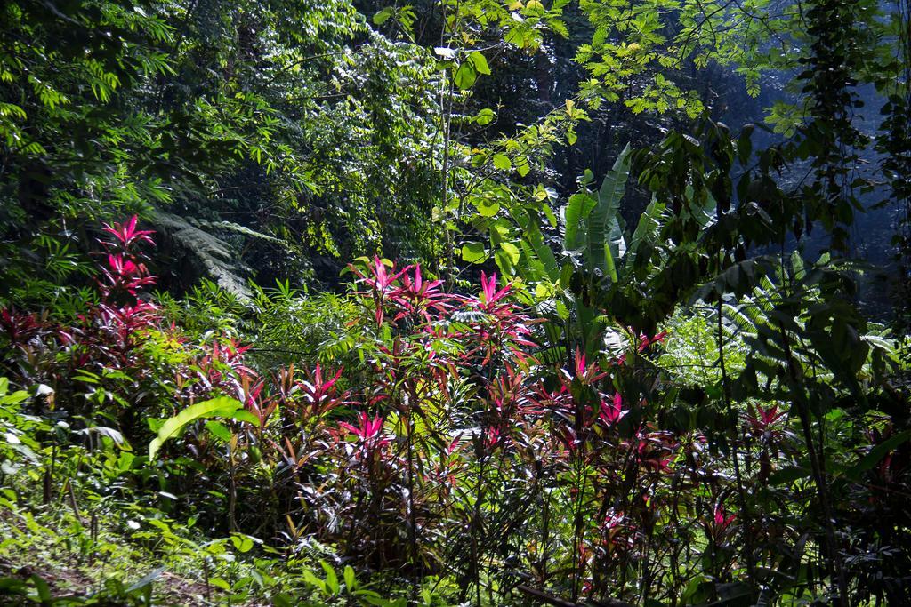 Bed and Breakfast Se Ua Manzanillo  Exteriér fotografie